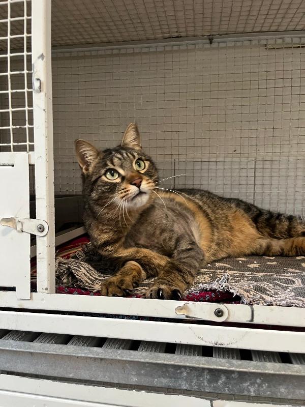 POLLO MICIO TIGRATO Foto 6